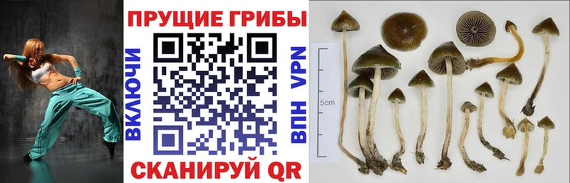 Галлюциногенные грибы GOLDEN TEACHER  hydra как войти  маркетплейс наркотические препараты  Терек 